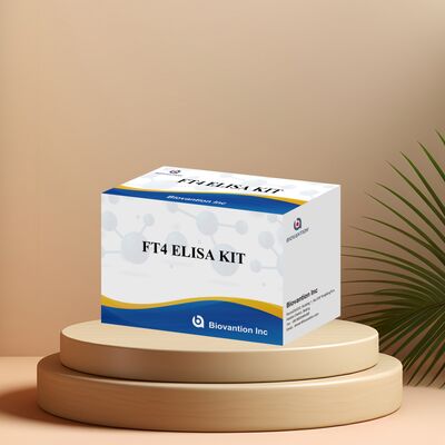 Accurate FT4 Elisa-testkit met 98% specificiteit en 95% gevoeligheid voor schildklierstoornissen (96 tests)