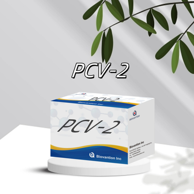 WB/S/P PCV-2 ELISA-test voor dierlijke antilichamen Veterinaire reagentia