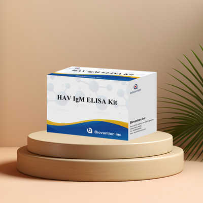HAV IgM ELISA Kit Hoge gevoeligheid Hepatitis A Virusdetectie Betrouwbare nauwkeurige diagnostische test voor klinische laboratoria
