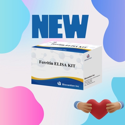 Biovantion Hoge gevoeligheid Ferritine Elisa Test Kit kwantitatieve detectie voor klinische diagnose en onderzoek gebruik menselijk serum plasma monsters