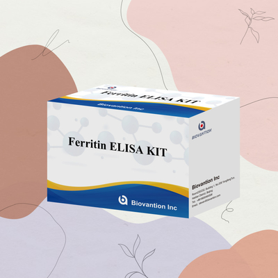 Biovantion Hoge gevoeligheid Ferritine Elisa Test Kit kwantitatieve detectie voor klinische diagnose en onderzoek gebruik menselijk serum plasma monsters