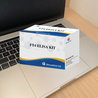 Voor Laboratorium Of Ziekenhuis Hoge Nauwkeurigheid Vrij Thyroxine FT4 Elisa Testkit