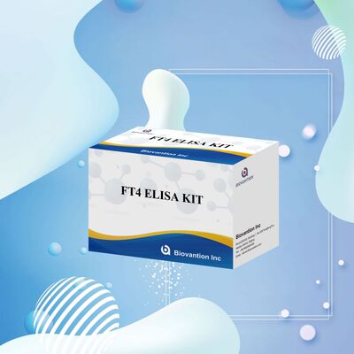 Accurate FT4 Elisa-testkit met 98% specificiteit en 95% gevoeligheid voor schildklierstoornissen (96 tests)