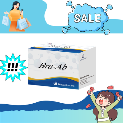 Human Brucella IgG/IgM-antilichaam-ELISA-kit Brucellose Serum Diagnostische ELISA-testkit voor het detecteren van menselijk monster